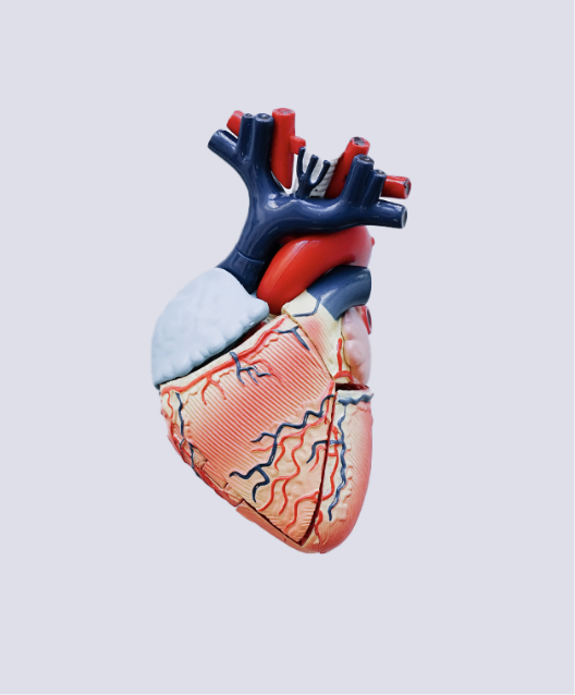 Cardiovascular Disease Treatment