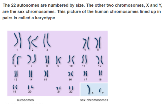 chromosomes